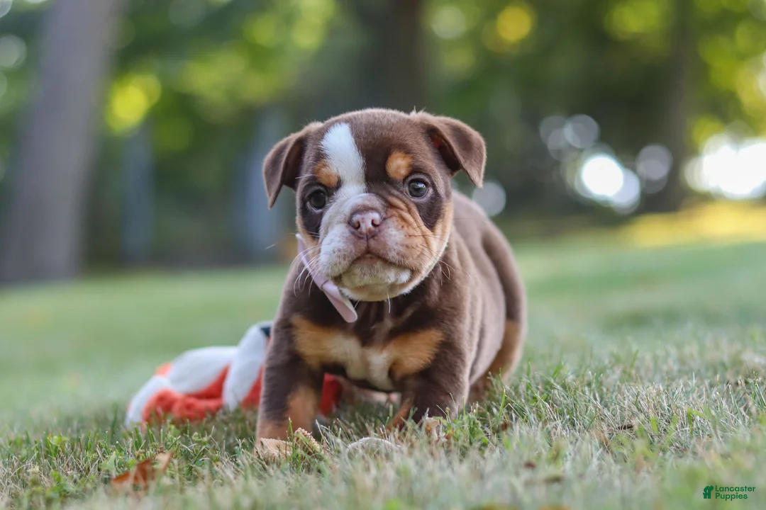 Beabull dogs for sale: Rosie - Ad 12