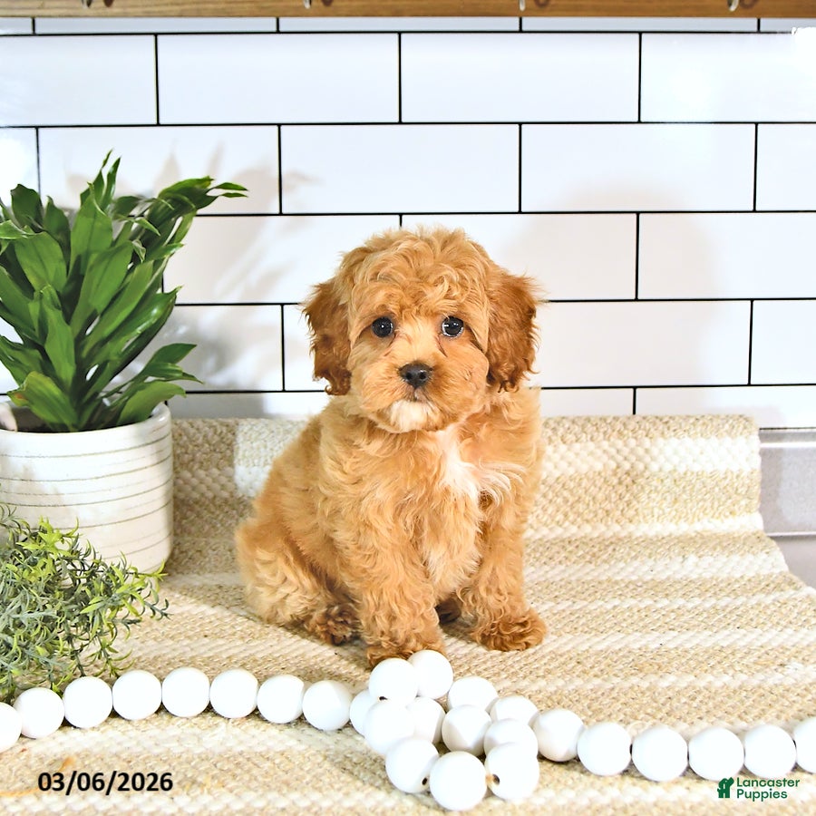 Cockapoo dogs Bubbles EXTRA SMALL - Ad 1