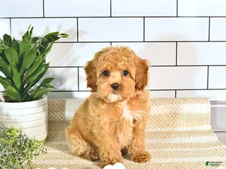 Cockapoo dogs for sale: Bubbles EXTRA SMALL - Ad 1