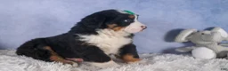 Bernese Mountain Dog dogs for sale: HERSHEY - Ad 14