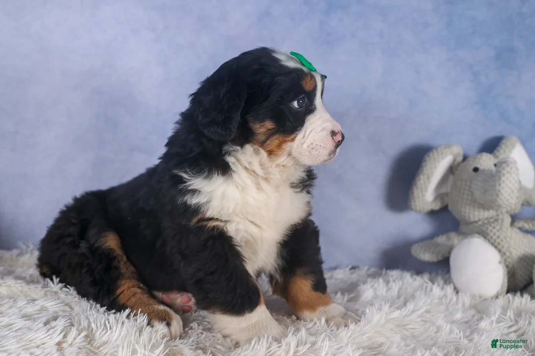 Bernese Mountain Dog dogs for sale: HERSHEY - Ad 14