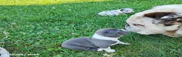 Boston Terrier dogs for sale: River - Ad 4