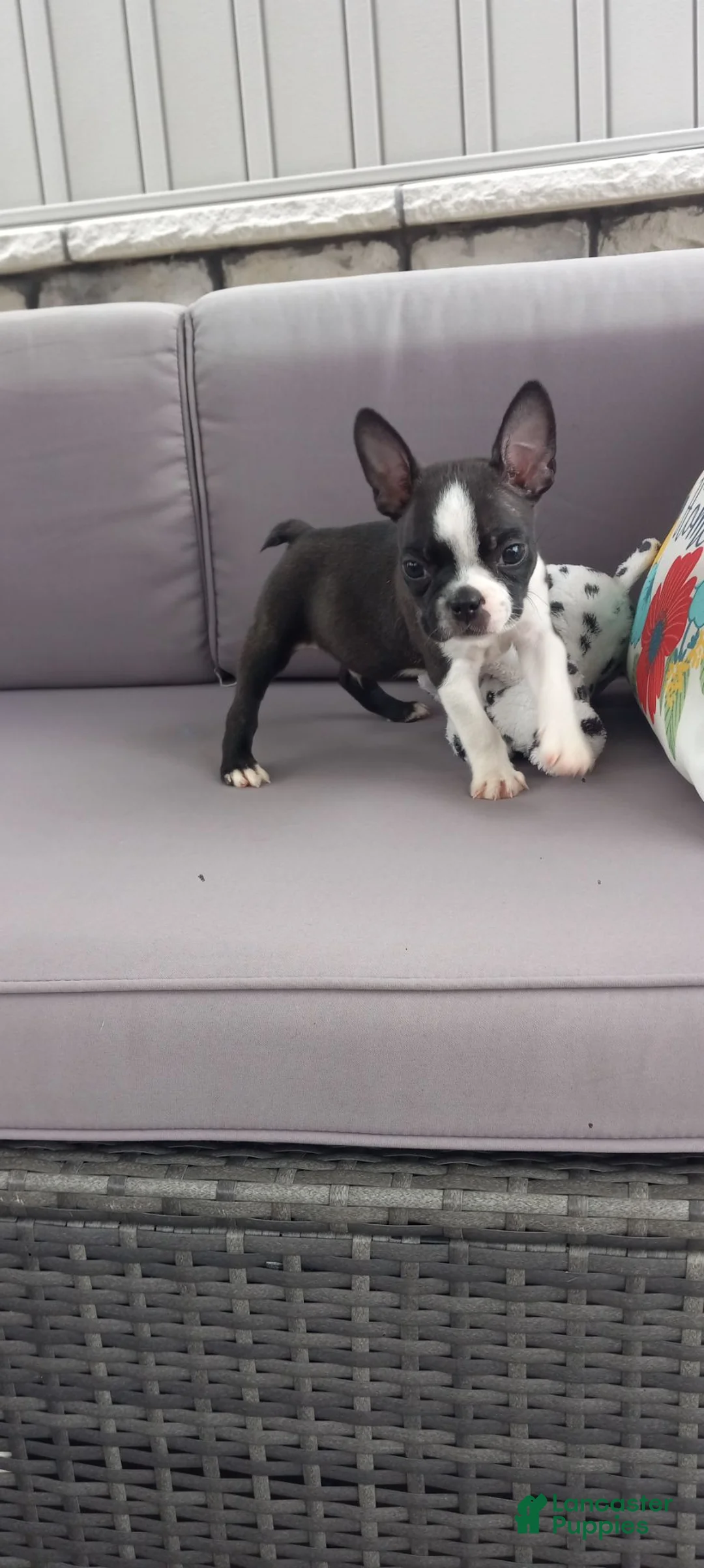 Boston Terrier dogs for sale: Aj - Ad 2