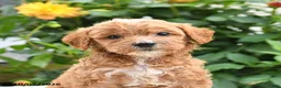 Mini Goldendoodle dogs for sale: Pansy - Ad 8