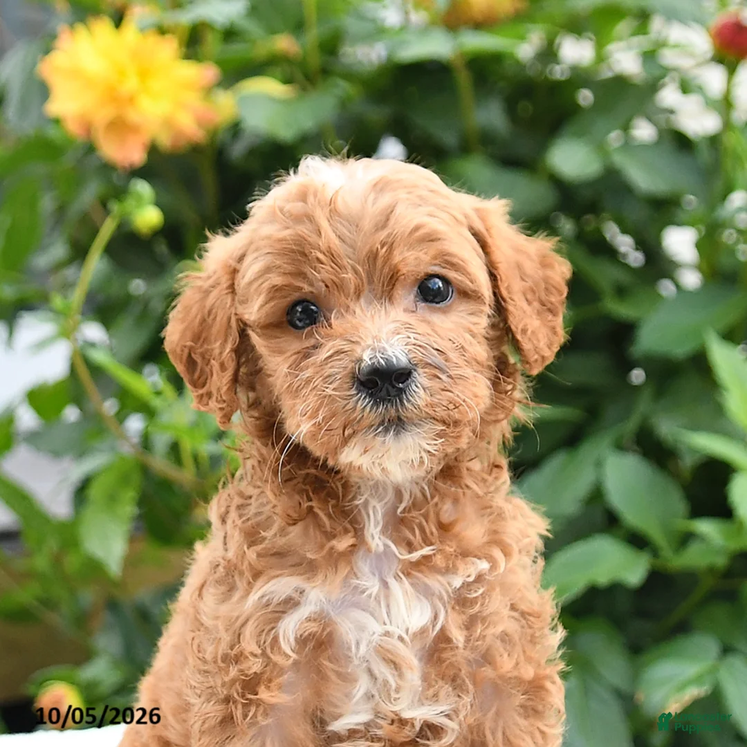Mini Goldendoodle dogs for sale: Pansy - Ad 8