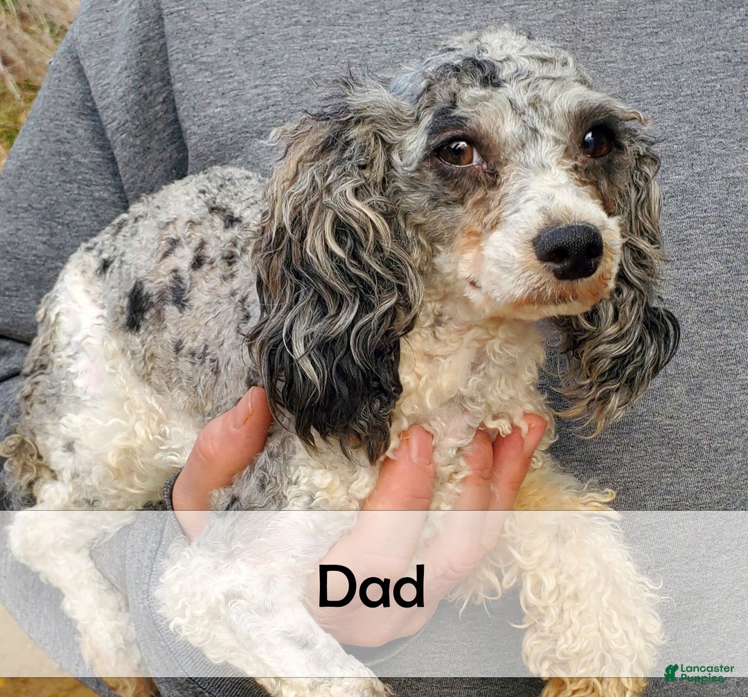 Havapoo dogs for sale: Buddy - Ad 8