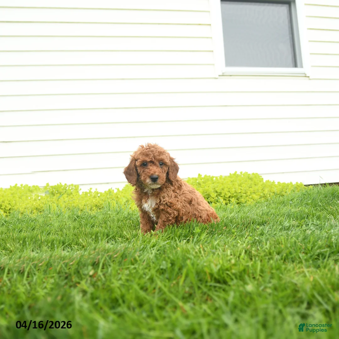 Miniature Poodle dogs for sale: Hector - Ad 2