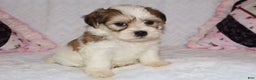 Shihpoo dogs for sale: Evon - Ad 6