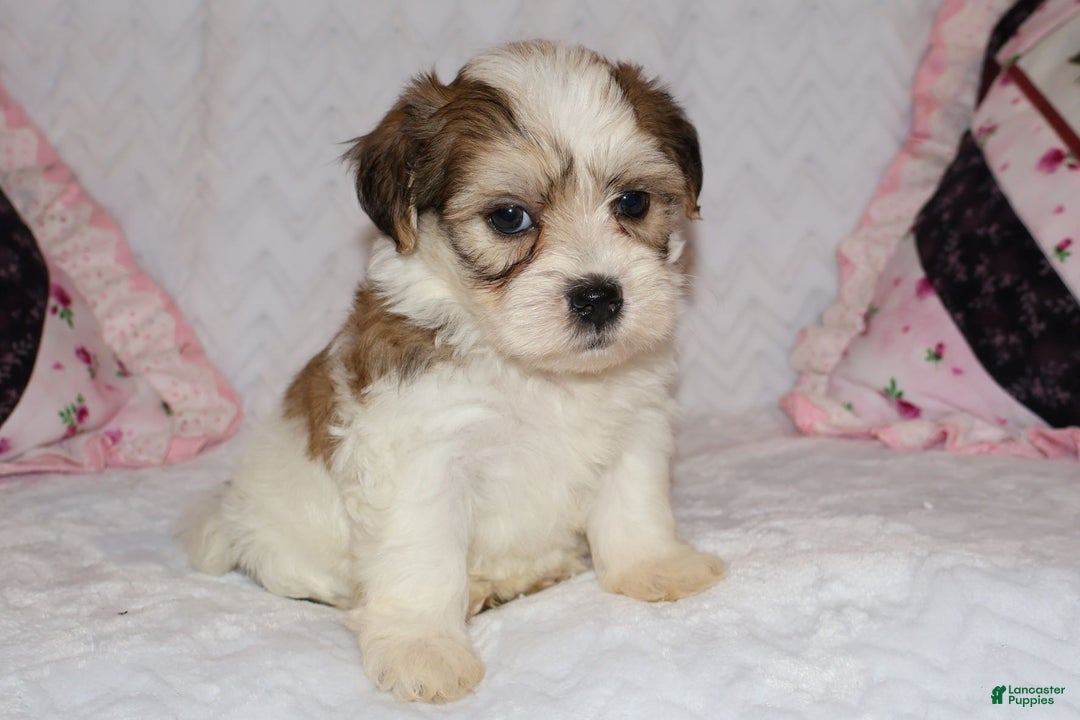 Shihpoo dogs for sale: Evon - Ad 6
