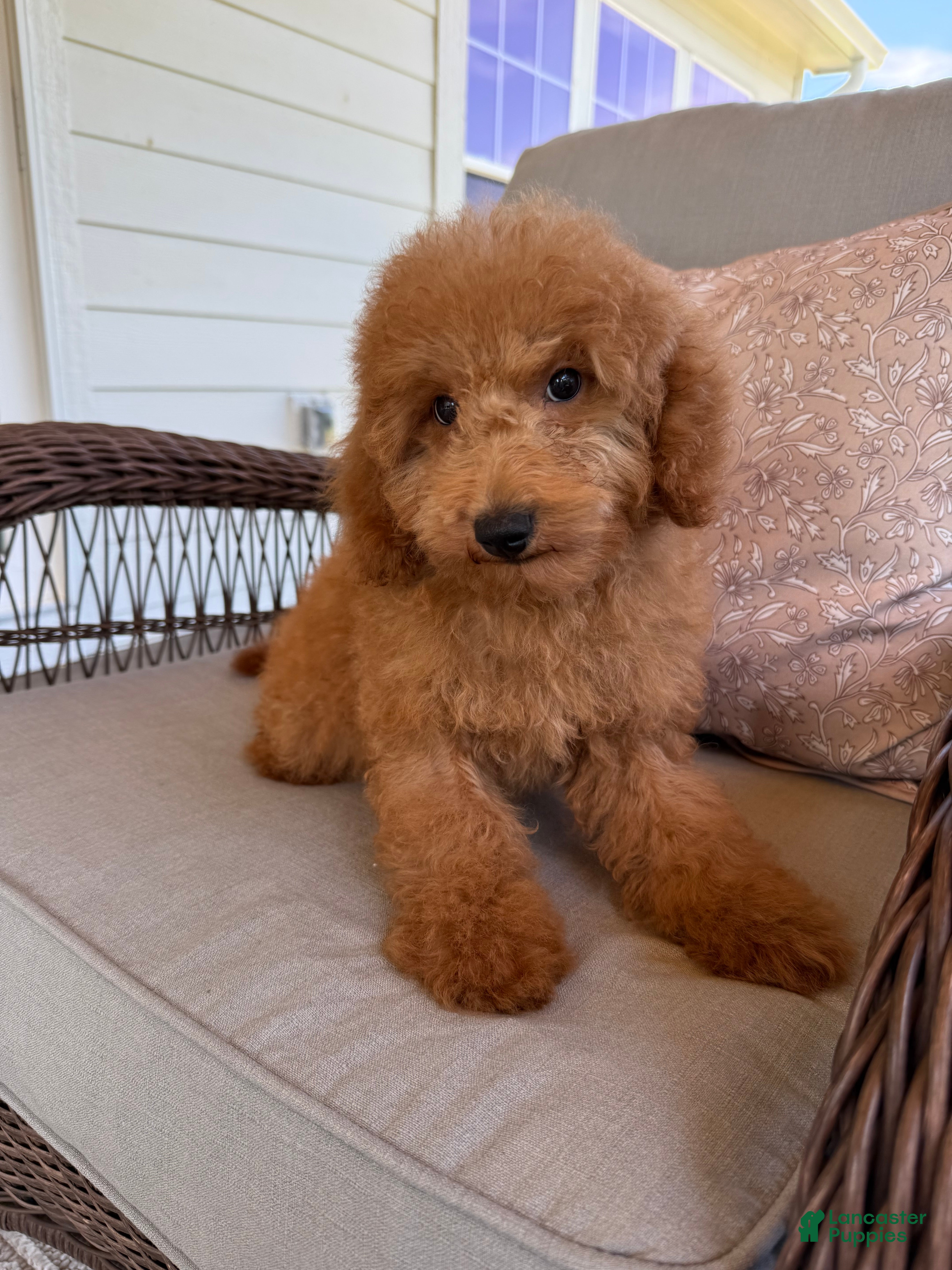 Mini Goldendoodle dogs for sale: Mini Goldendoodle 3 - Ad 4