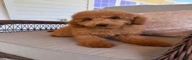 Mini Goldendoodle 3