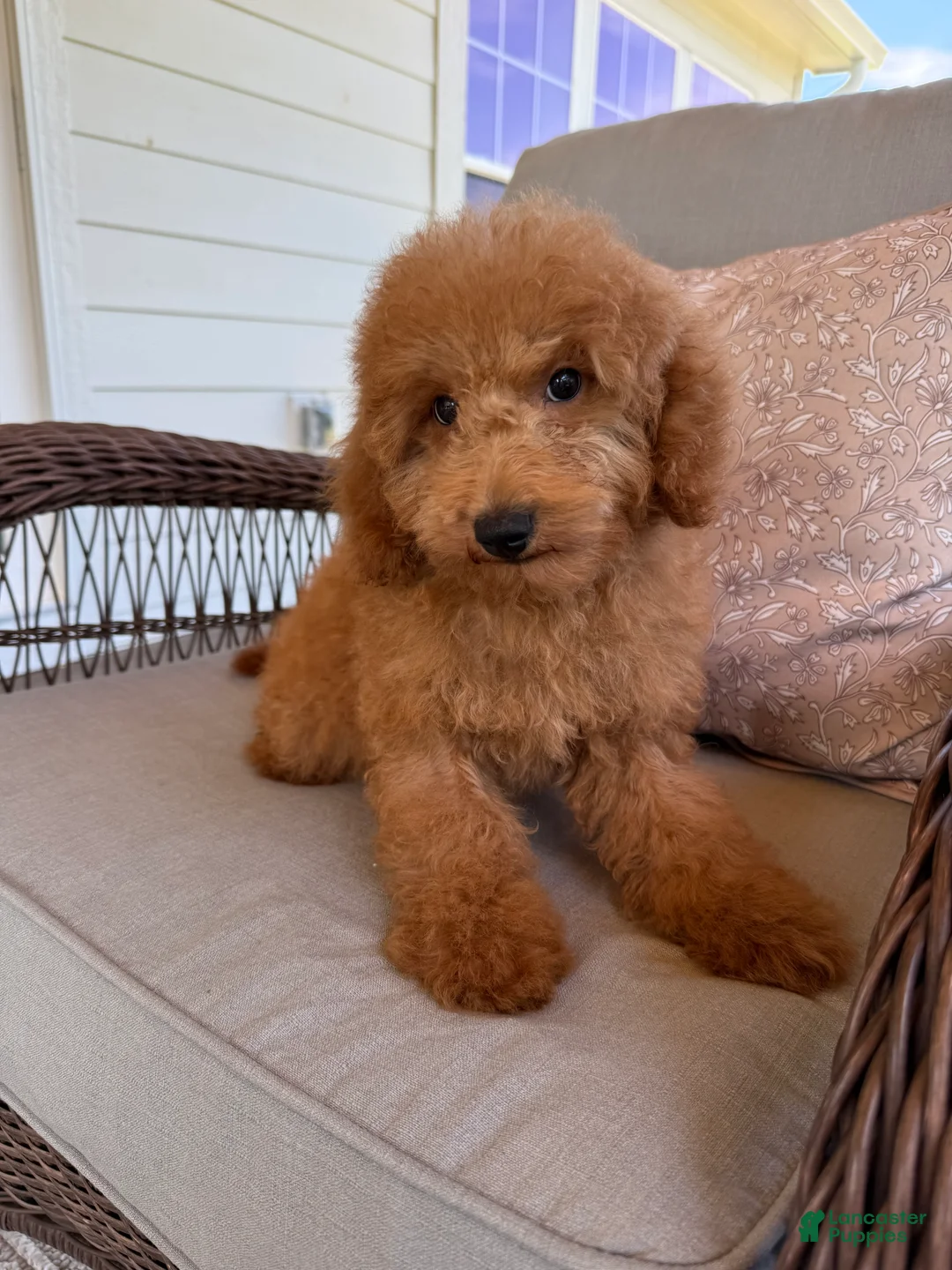 Mini Goldendoodle dogs for sale: Mini Goldendoodle 3 - Ad 1