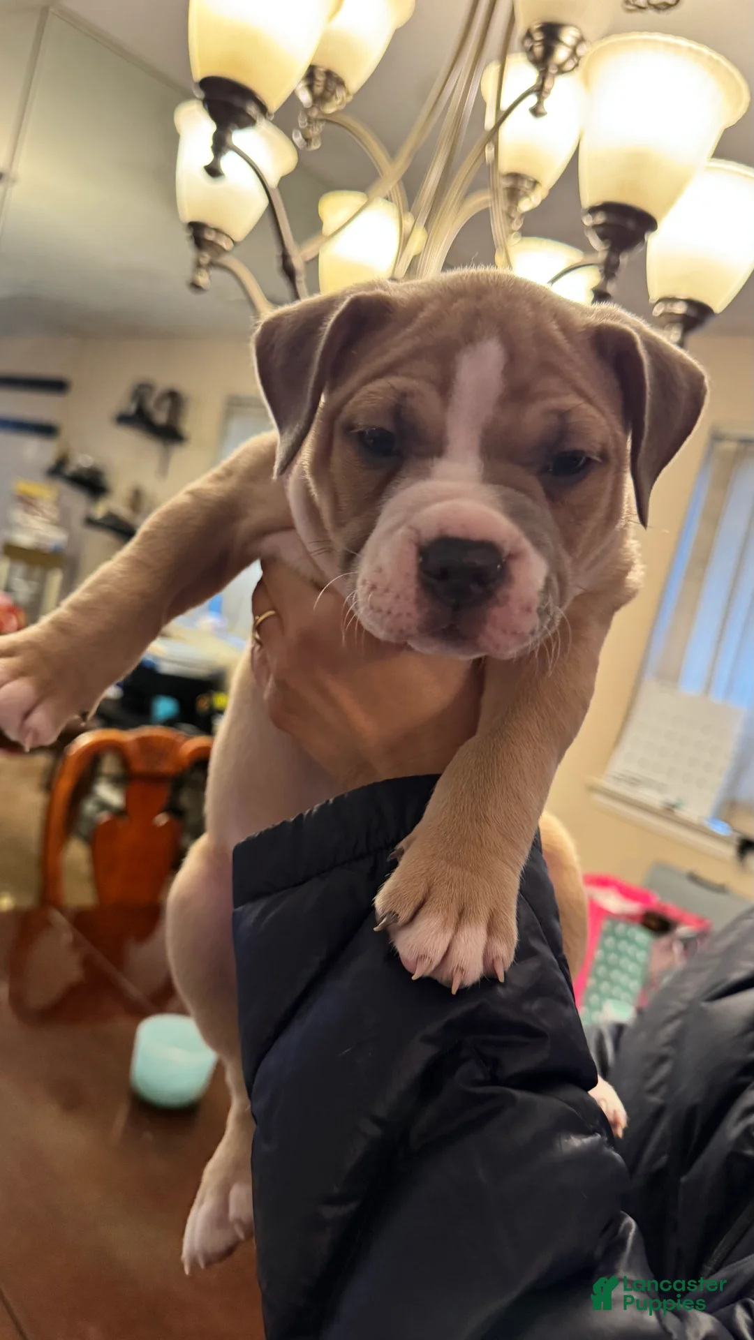 American Bully dogs for sale: American Bully Puppy FACE - Ad 1