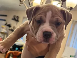 American Bully dogs for sale: American Bully Puppy FACE - Ad 4