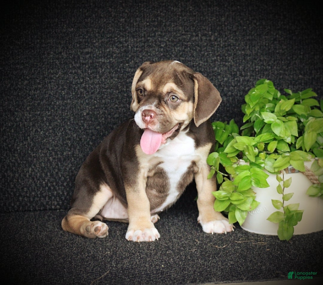 Beabull dogs Tootsie - Ad 2