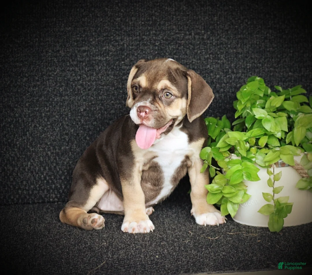 Beabull dogs for sale: Tootsie - Ad 2
