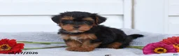 Yorkiepoo dogs for sale: Roger - Ad 1