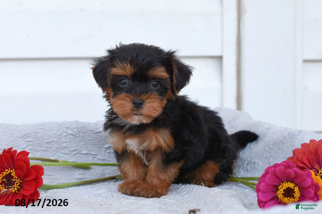 Yorkiepoo dogs for sale: Roger - Ad 1