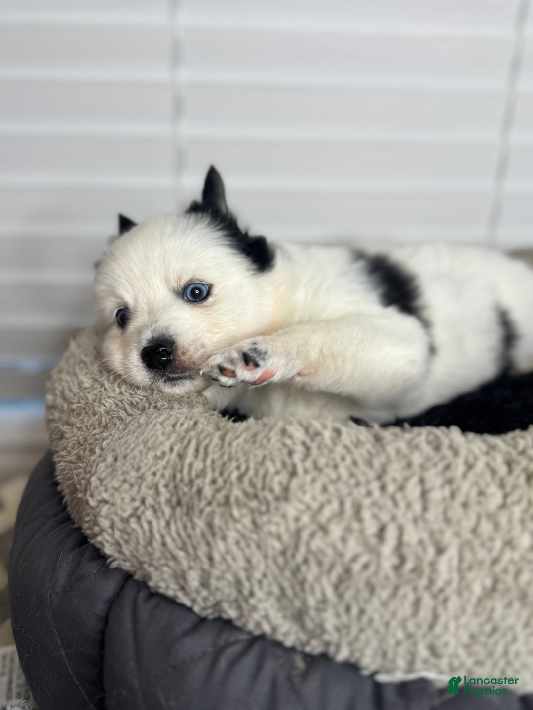 Pomsky dogs for sale: White Male with black spots - Ad 3