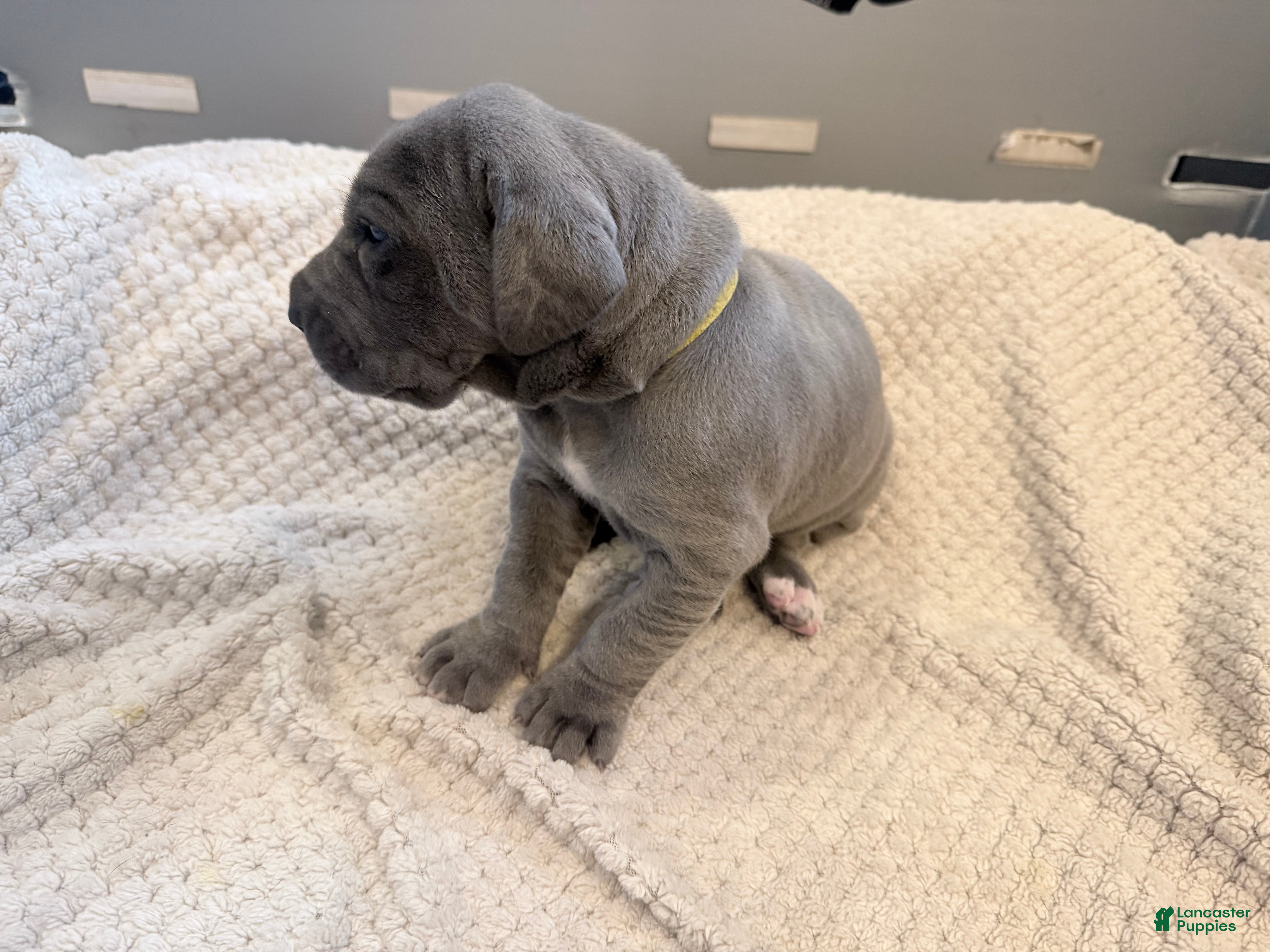 Great Dane dogs Yellow Great Dane Girl 2 - Ad 2