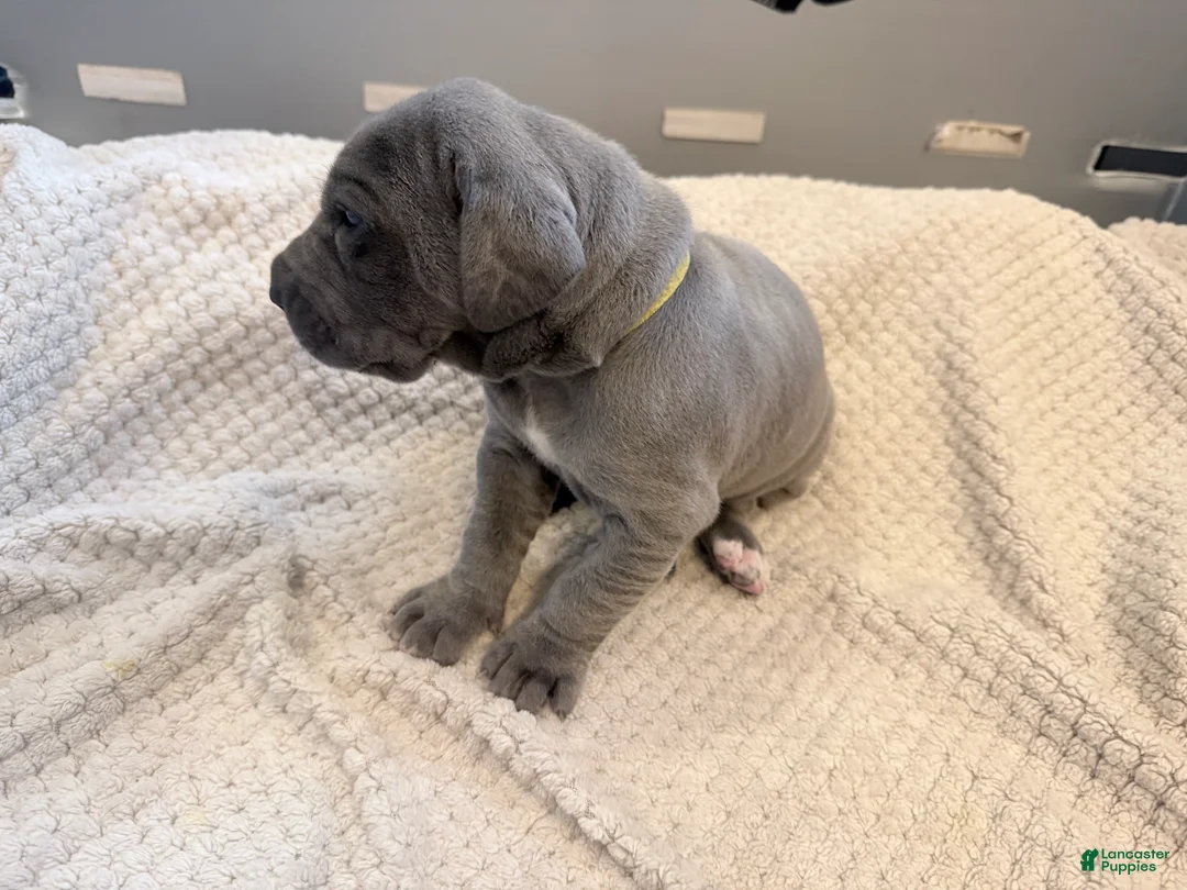 Great Dane dogs for sale: Yellow Great Dane Girl 2 - Ad 2