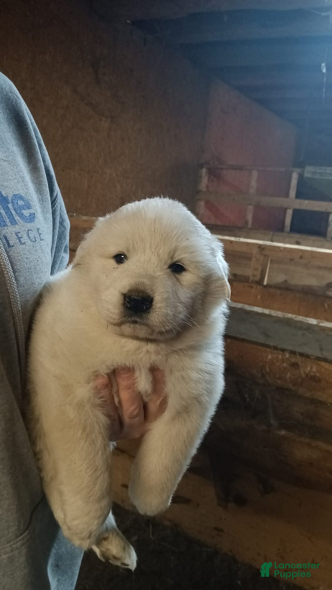 Great Pyrenees dogs for sale: Great Pyrenees Puppy 1 - Ad 1