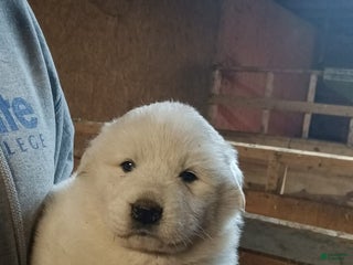 Great Pyrenees dogs Great Pyrenees Puppy 1 - Ad 2