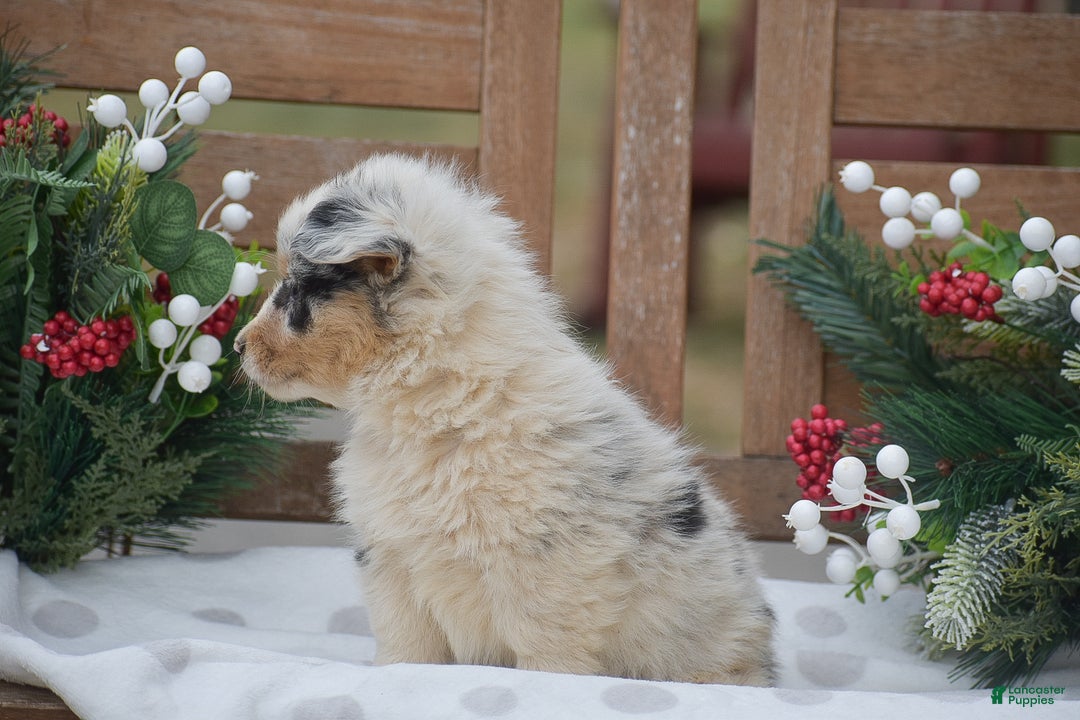 Welsh Corgi Pembroke dogs for sale: Madeline - Ad 4