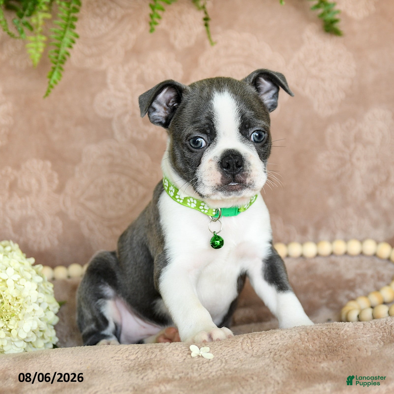 Boston Terrier dogs Rascal  - Ad 1