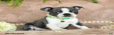 Rascal 
