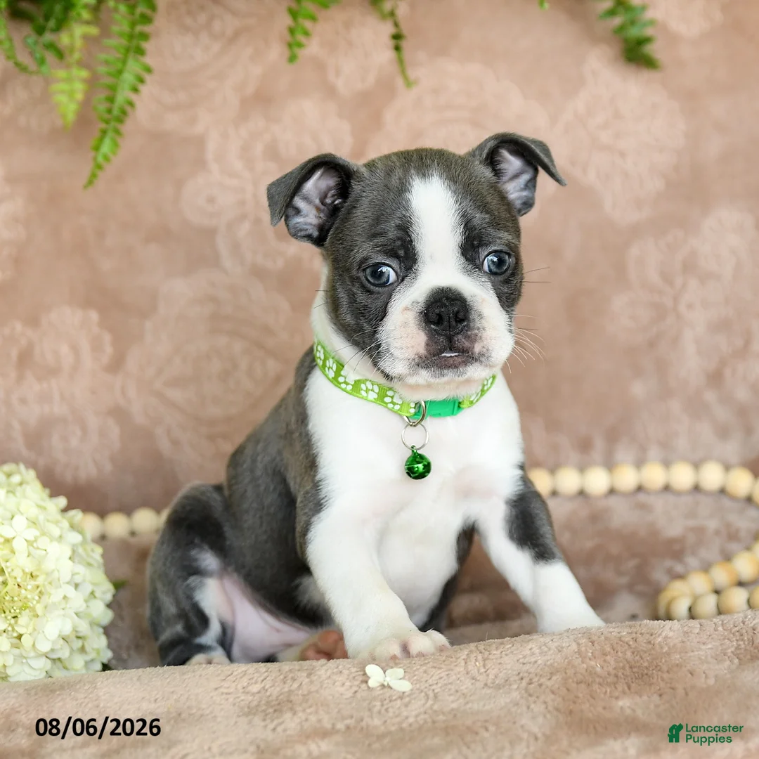 Boston Terrier dogs for sale: Rascal  - Ad 1