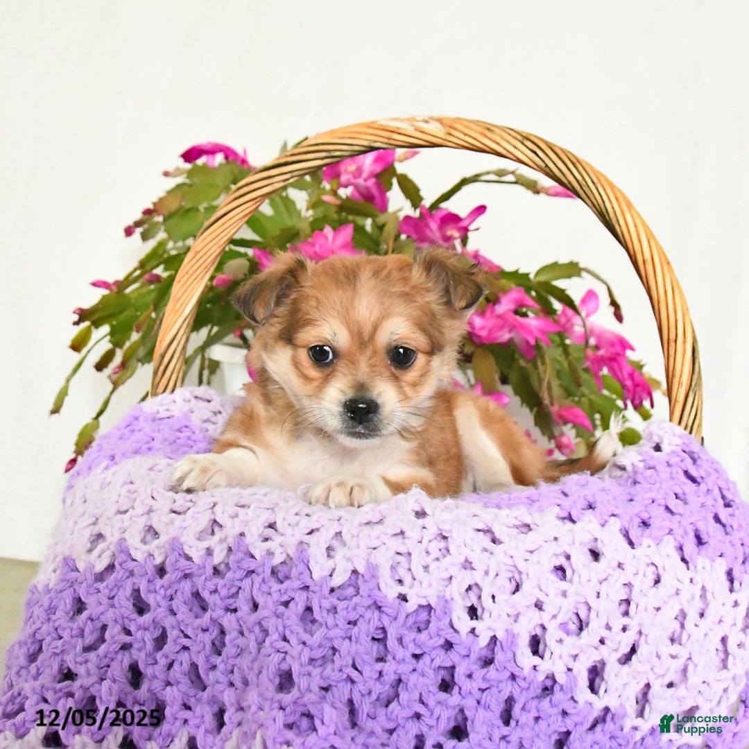 Chihuahua dogs for sale: Flash - Ad 1