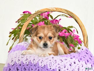 Chihuahua dogs Flash - Ad 6