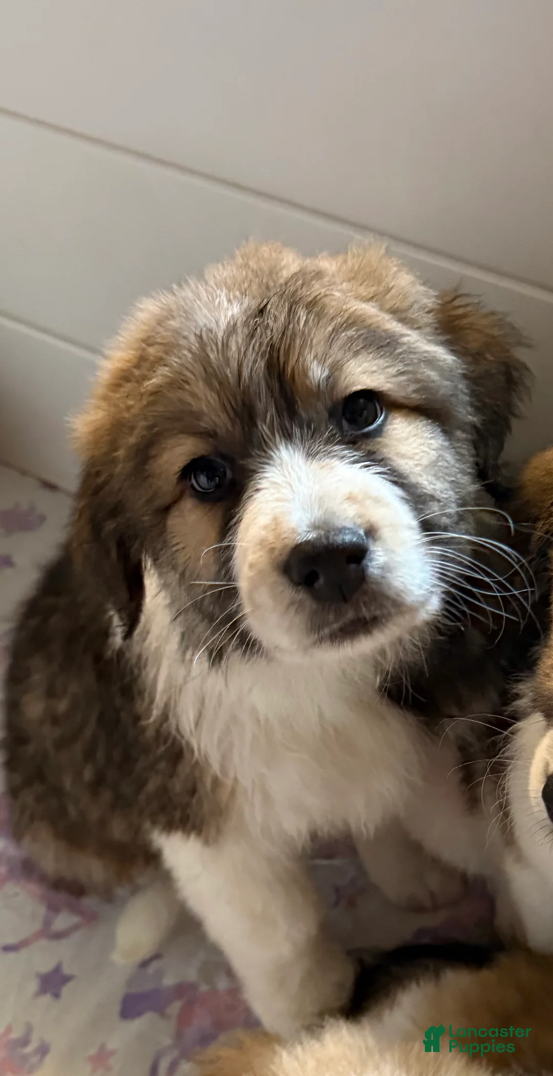 Mixed Breed dogs for sale: Tucker - Ad 1