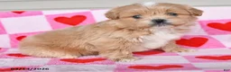 Shihpoo dogs for sale: Kareena - Ad 2