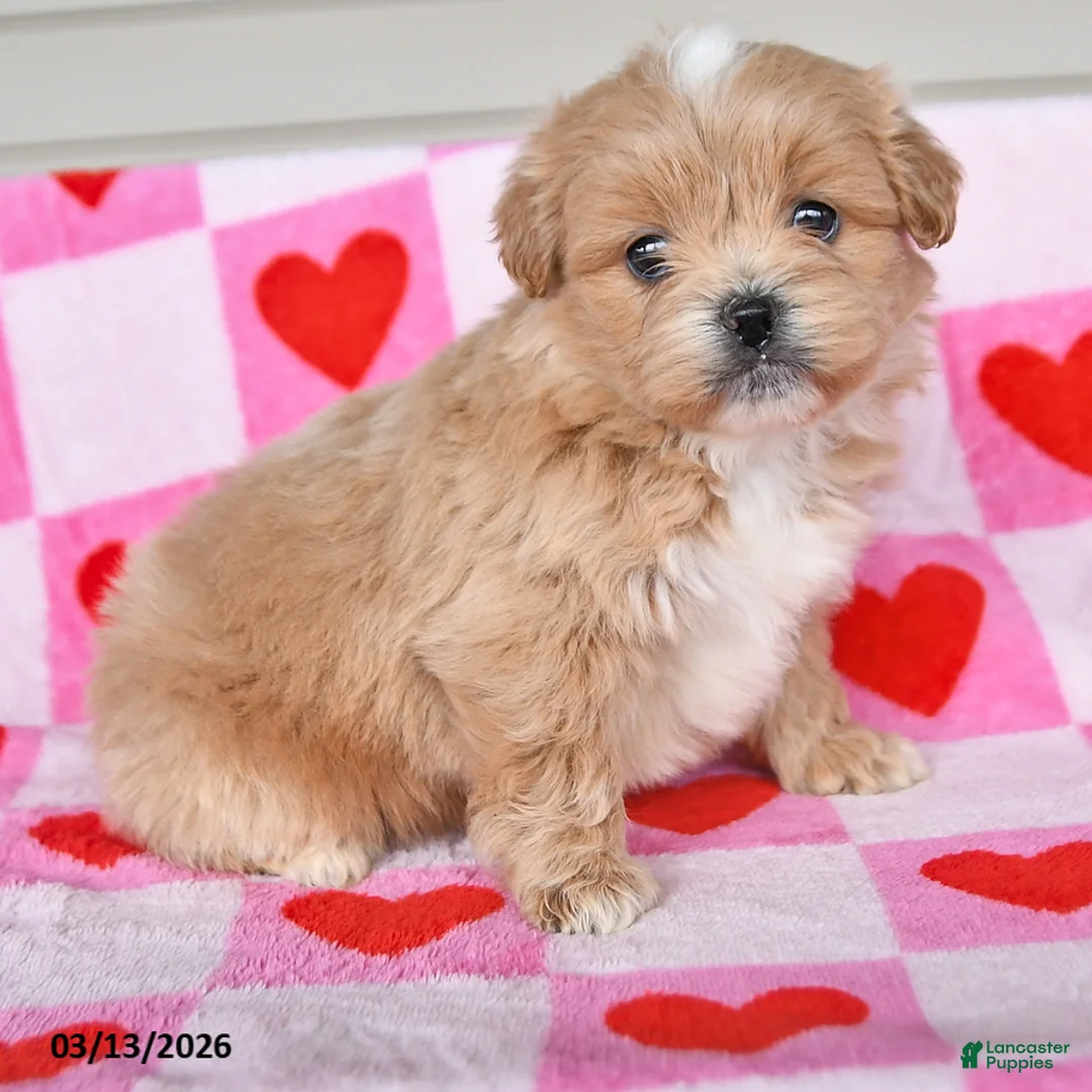 Shihpoo dogs for sale: Kareena - Ad 2