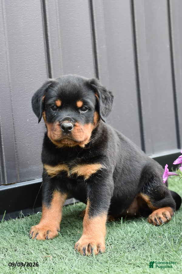 Rottweiler dogs Zoey - Ad 1