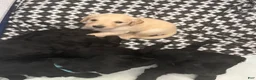 Goldendoodle dogs for sale: Tito - Green Bow Boy - Ad 3