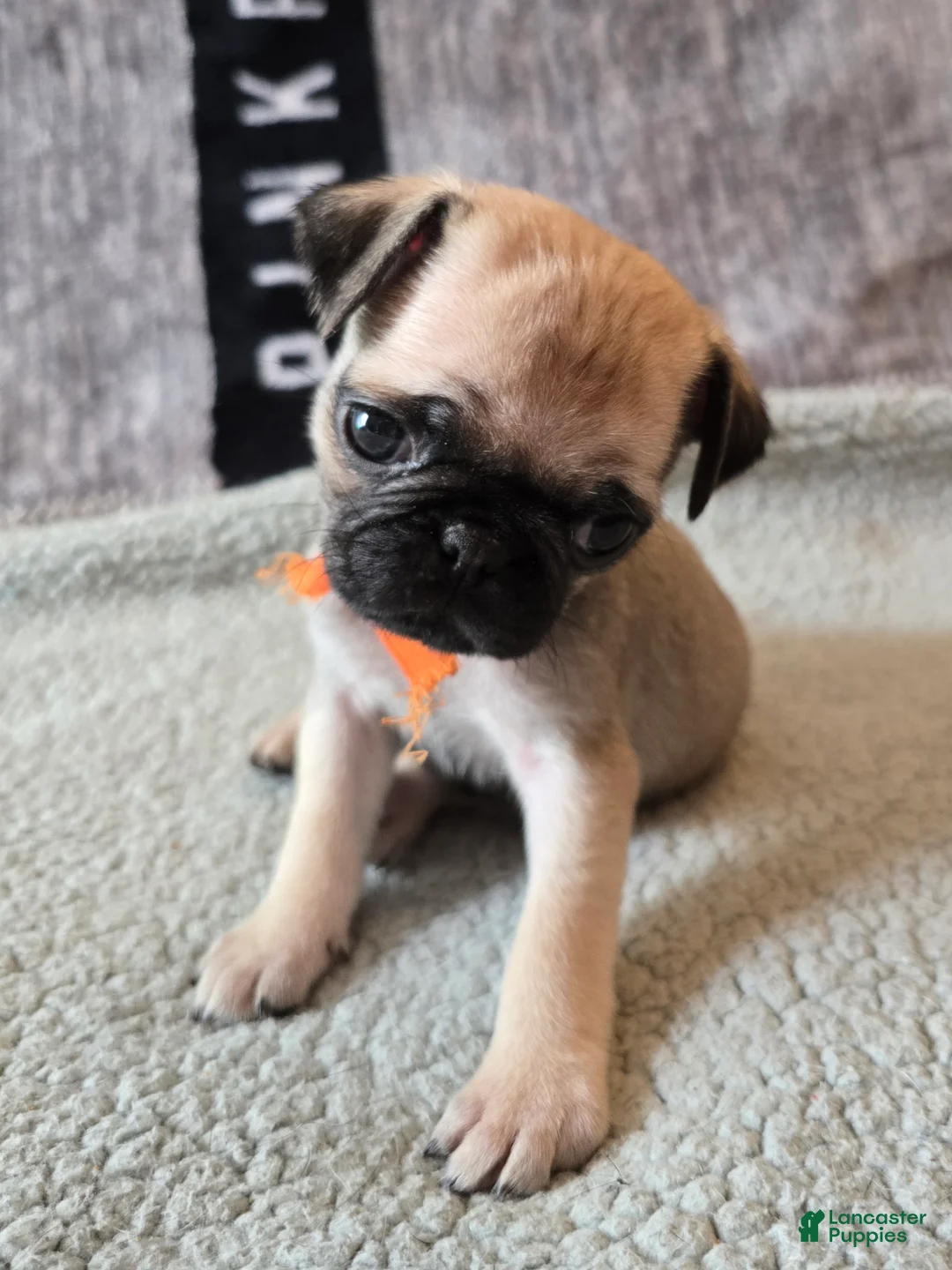 Pug dogs for sale: Pug Puppy 6  - Ad 2