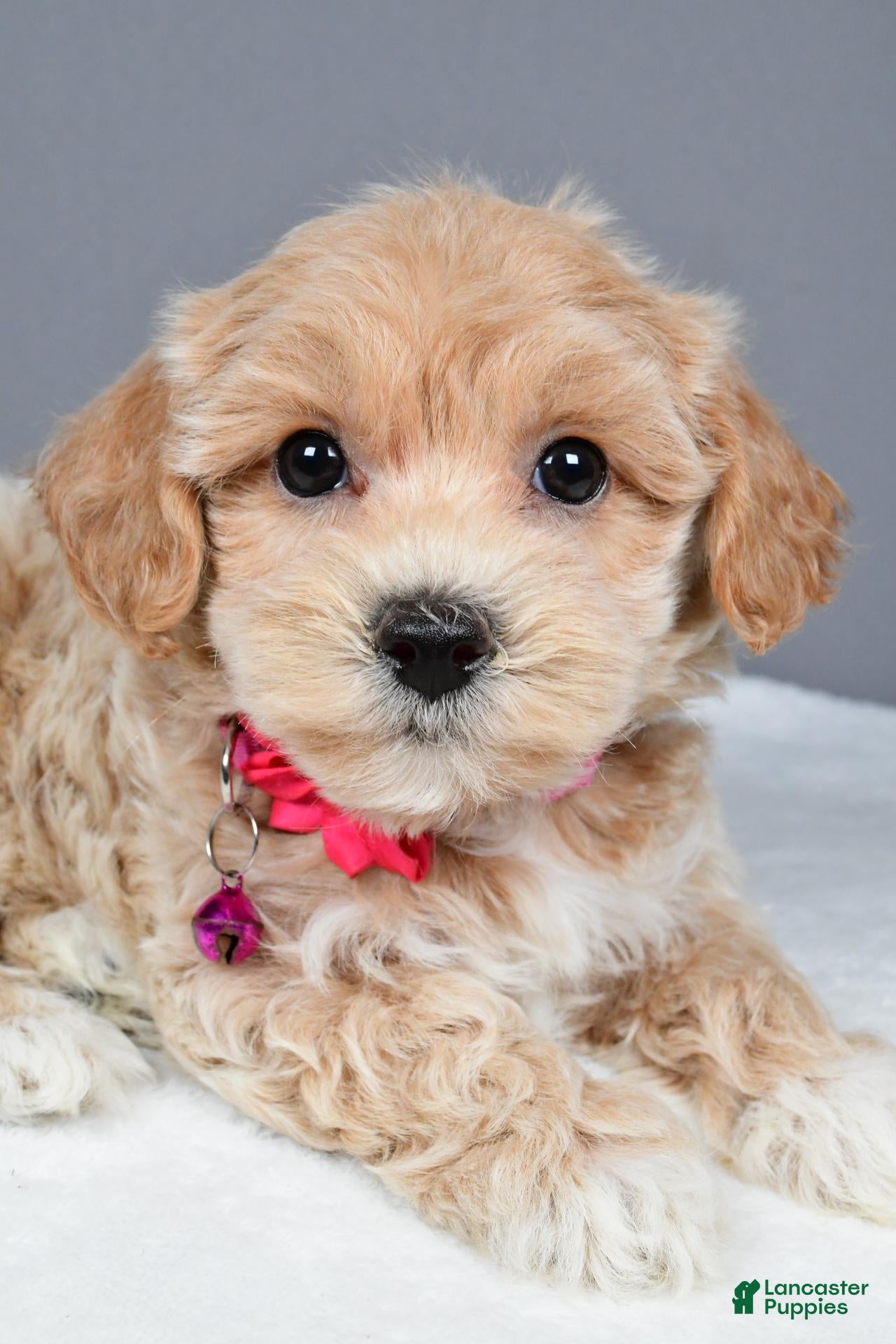 Maltipoo dogs Misty - Ad 1