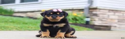 Rottweiler dogs for sale: Dixie - Ad 2