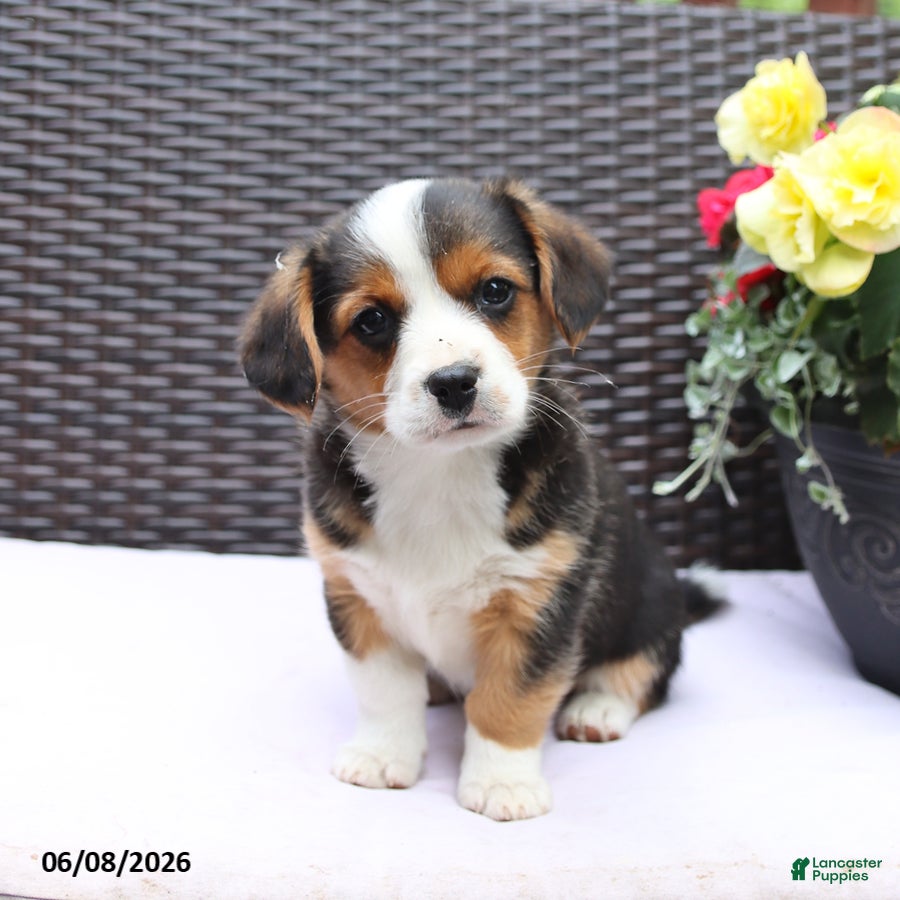 Mixed Breed dogs Cooper - Ad 1