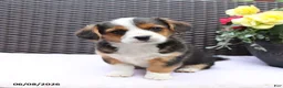 Mixed Breed dogs for sale: Cooper - Ad 1
