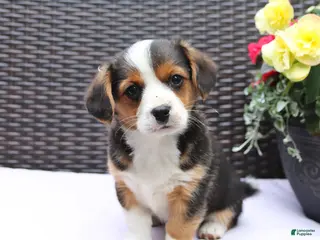 Mixed Breed dogs for sale: Cooper - Ad 1
