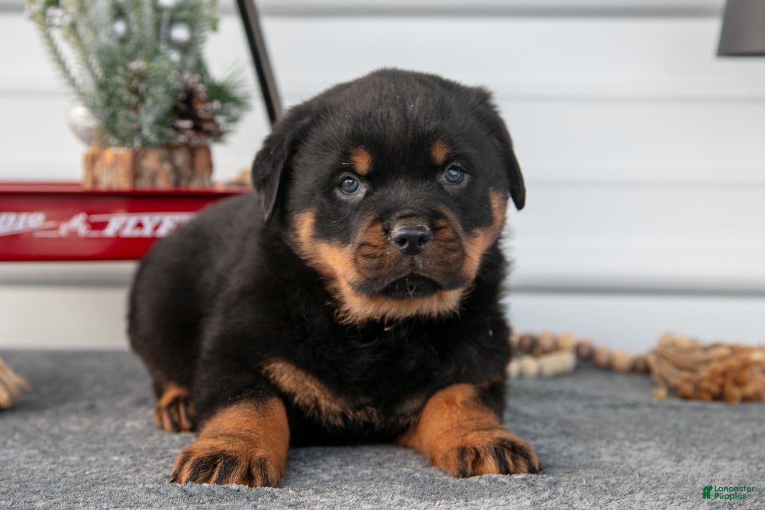 Rottweiler dogs for sale: Hudson - Ad 3
