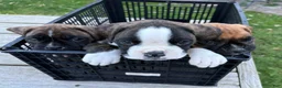 Boxer dogs for sale: Berlín  - Ad 23