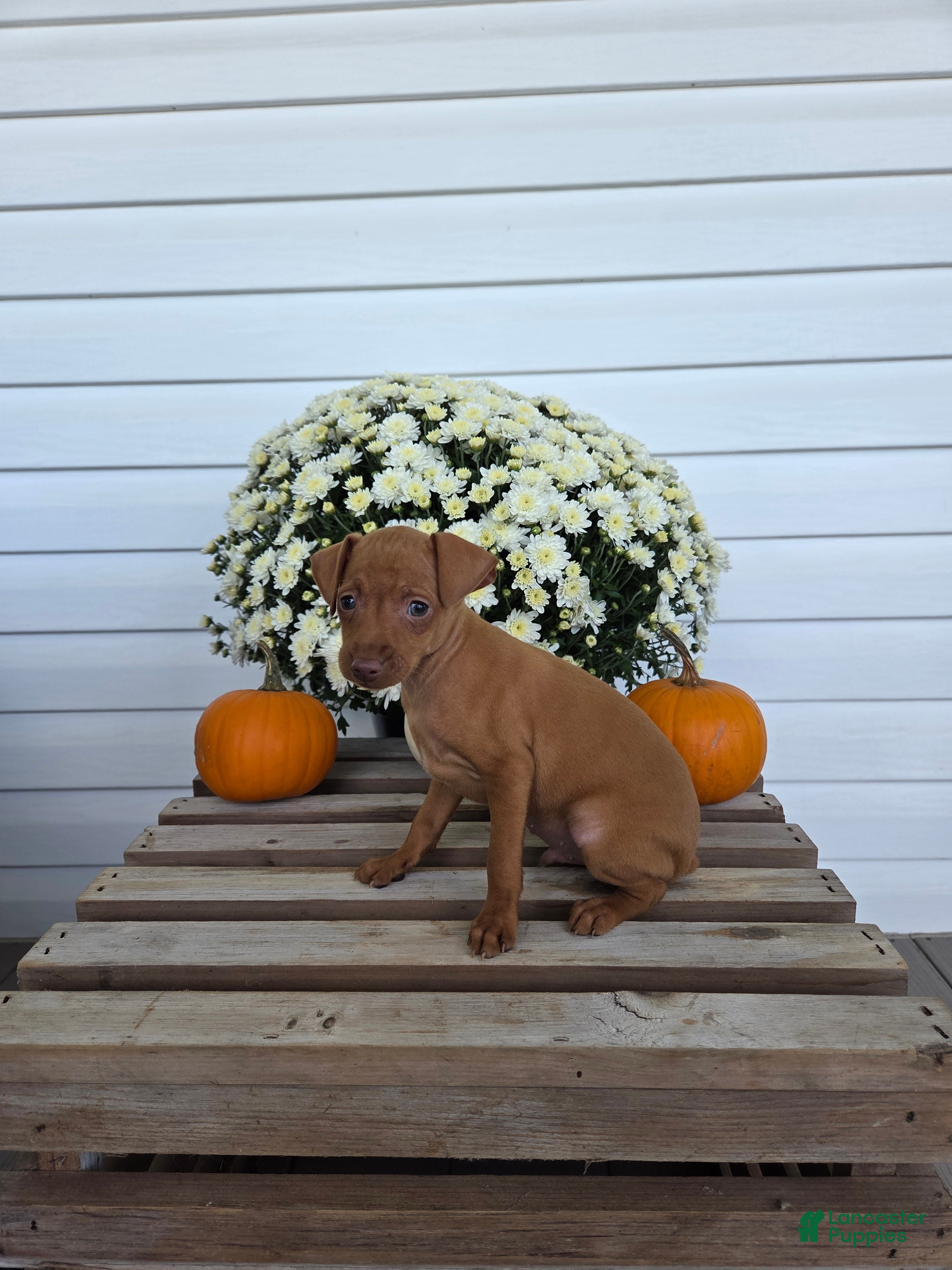 Miniature Pinscher dogs Lonnie - Ad 2