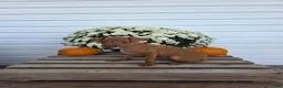Miniature Pinscher dogs for sale: Lonnie - Ad 2