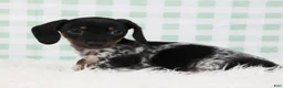 Miniature Dachshund dogs for sale: Sylvie 🍓 - Ad 8