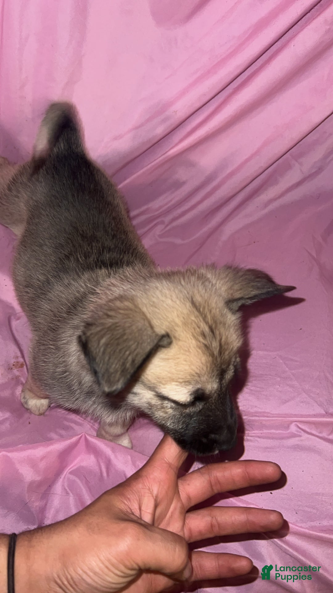 Mixed Breed dogs for sale: Girl1 - Ad 4